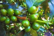 Kaffeeplantage in Kolumbien